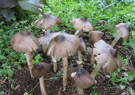 怎样区别灵芝是真是假,怎么样辨认灵芝和菌类