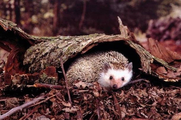 野生刺猬违法吗,野生刺猬保护动物家养犯法吗