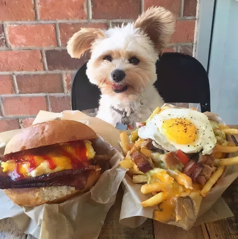 三个人逗一只狗,一只狗开心的日常