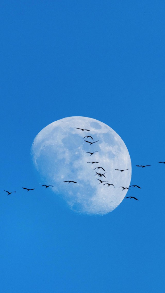 香魂君子剑智慧波若丝