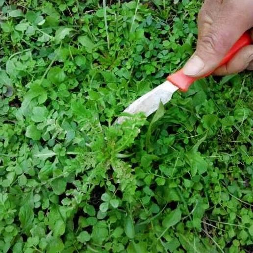 调荠菜饺子馅切记不要加一堆调料,调韭黄馅饺子馅牢记三不放
