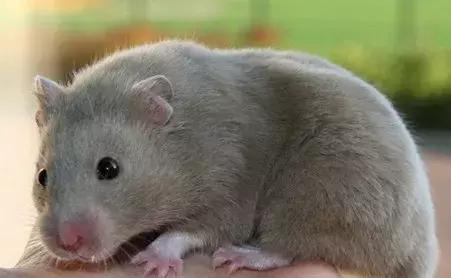 仓鼠种类大仓鼠,仓鼠的详细资料仓鼠的种类