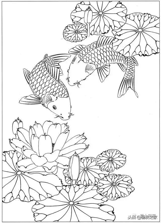 白描荷花鱼线稿图片,白描动物鱼图片大全