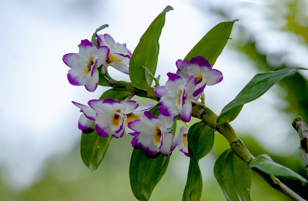 石斛种植上去蔫了怎么办,石斛不长新叶子怎么回事