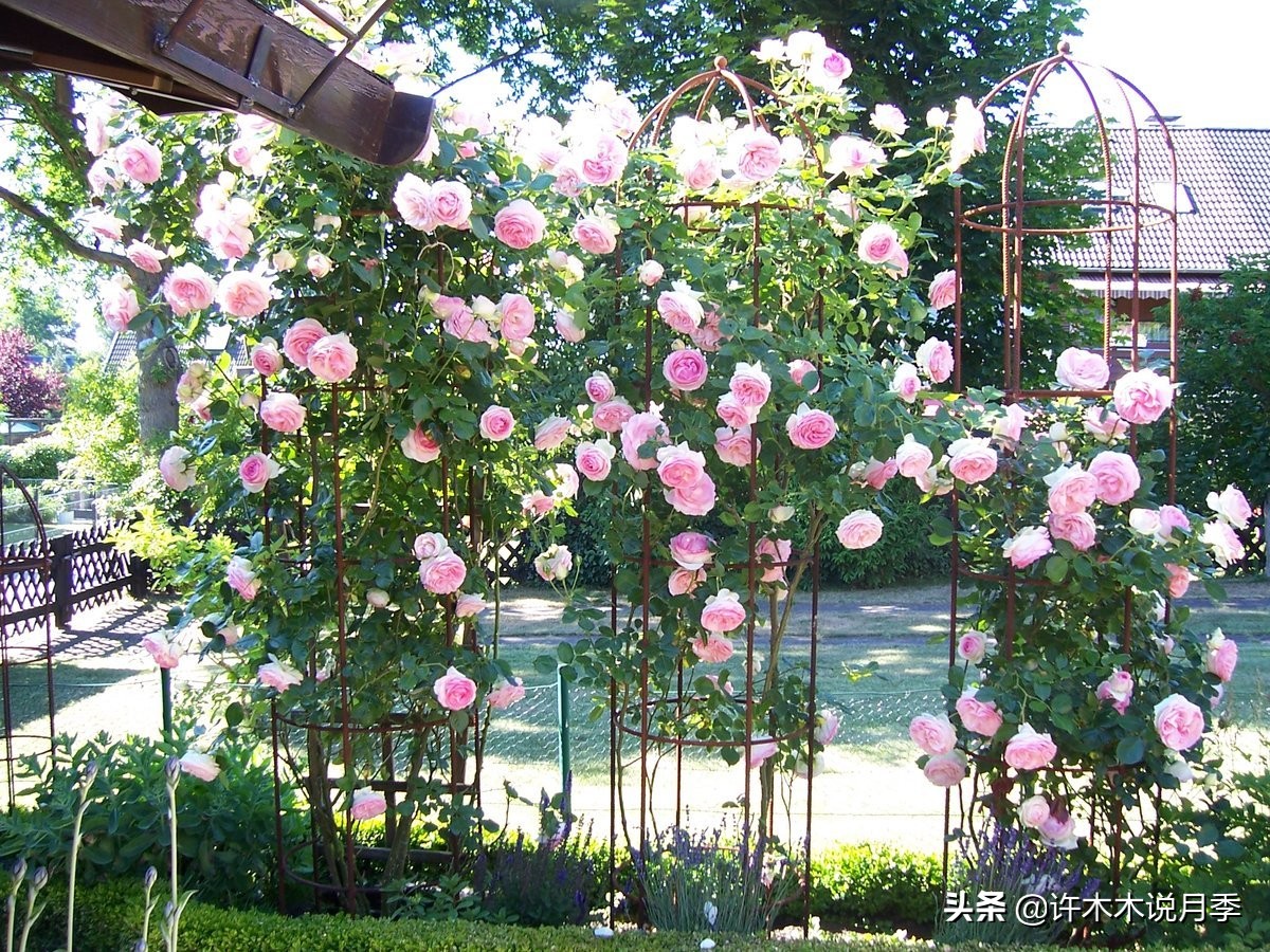 如何制作月季的肥料,月季自制液体肥怎么用最好