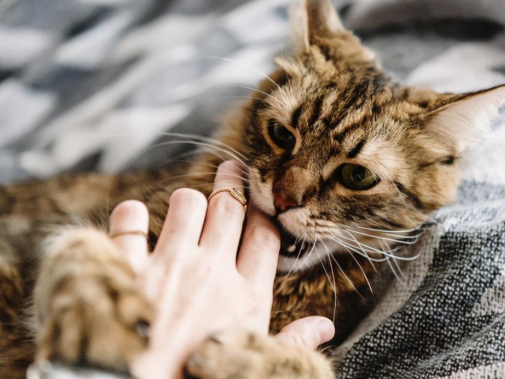 抚摸自己的猫咪被抓伤,抚摸猫咪猫咬手怎么办