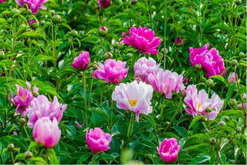 芍药花适合室内养殖吗北方,如此艳丽的芍药花你会养吗