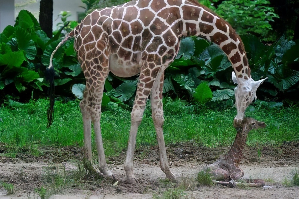 长颈鹿繁衍过程多久,长颈鹿是怎样产子的