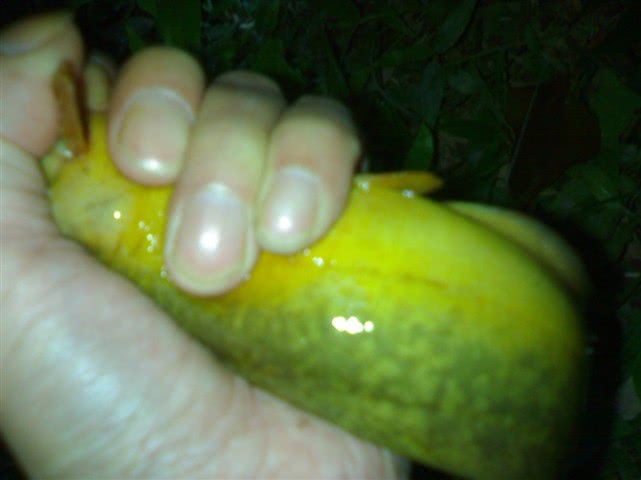 农村河沟里的塘角鱼,因其肉质细嫩,又非常好钓,深受人们喜爱