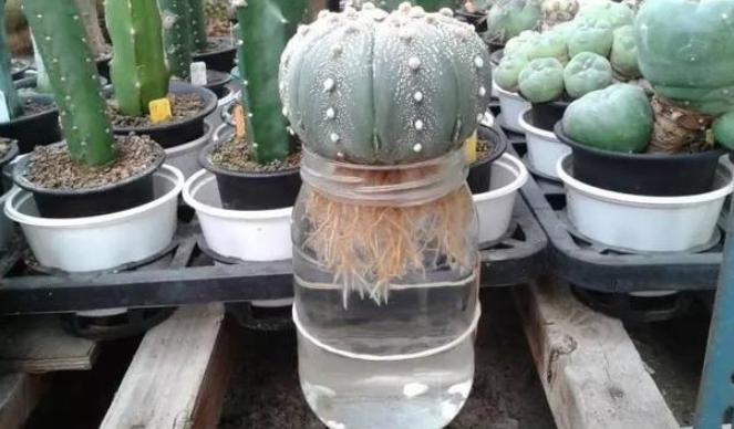 多肉长气根的原因和处理方法,多肉不长芽怎么处理