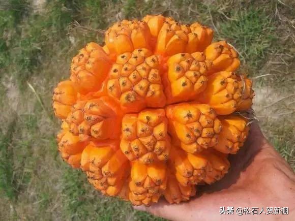 菩提各种盘玩方法,21颗菩提根手串上手效果