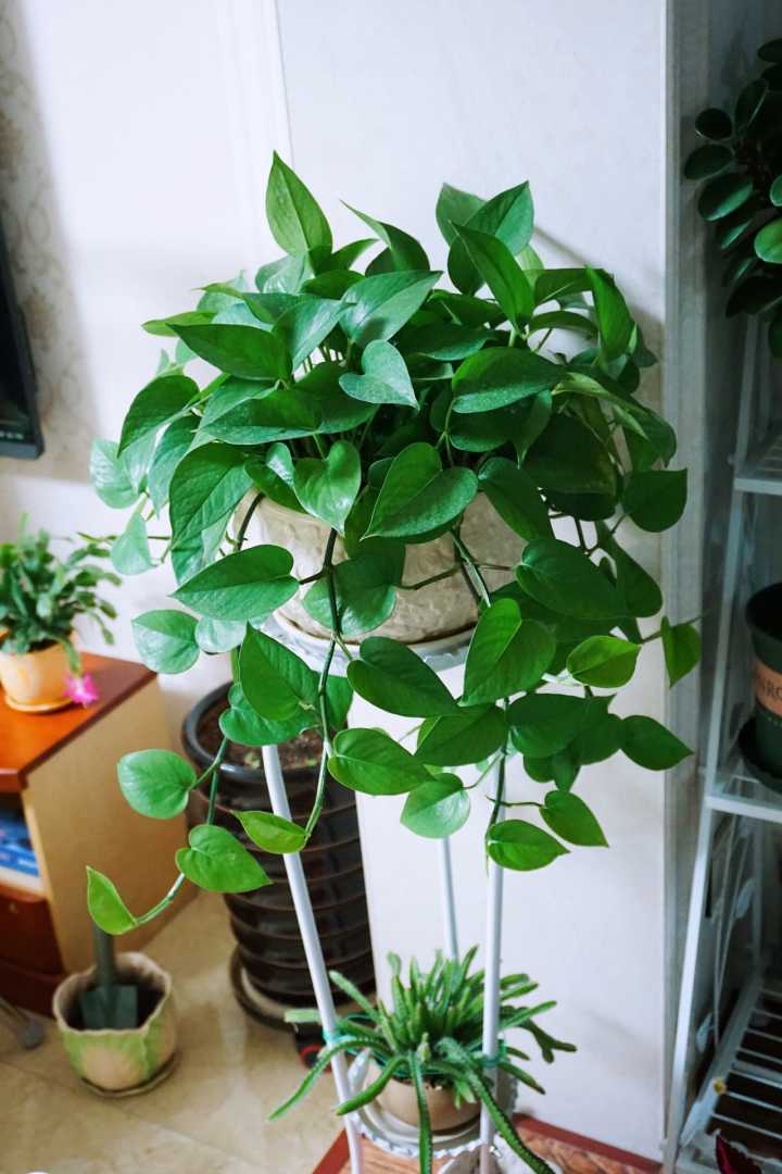 一帆风顺花有毒吗对小孩有影响吗,气味对身体有害的盆栽花卉