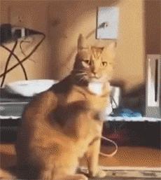 猫咪咬人怎么区分真咬假咬,猫咪如果经常咬你的手怎么办