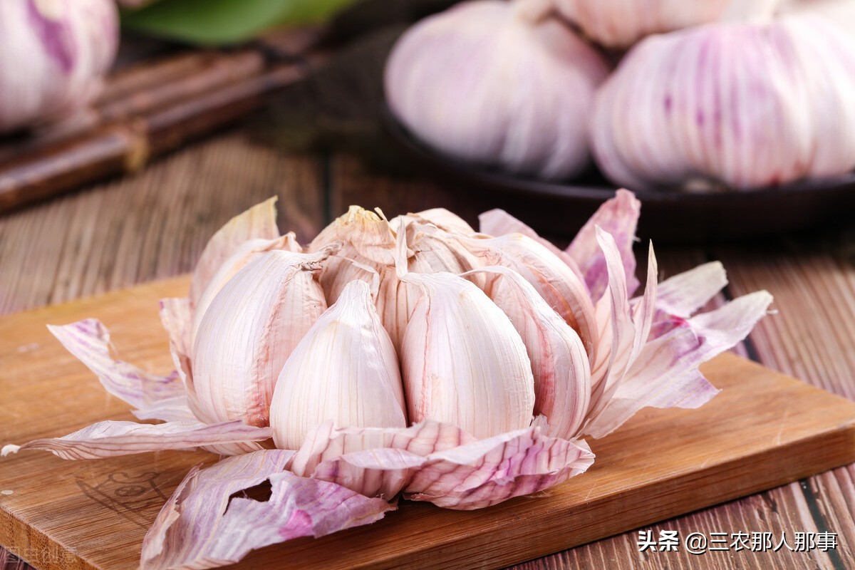 大蒜施肥的正确方法和时间,2020年大蒜行情大蒜施肥方法