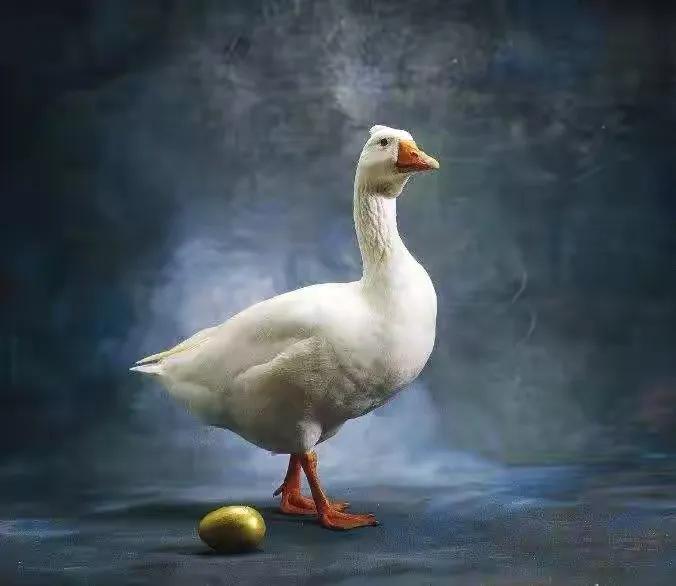 富人常用的财富杠杆是什么呢,富人赚钱的杠杆原理视频