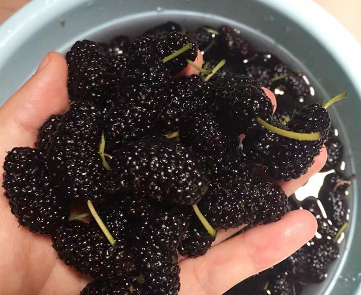 桑葚可以加盐洗吗,桑葚怎么洗能保留甜味