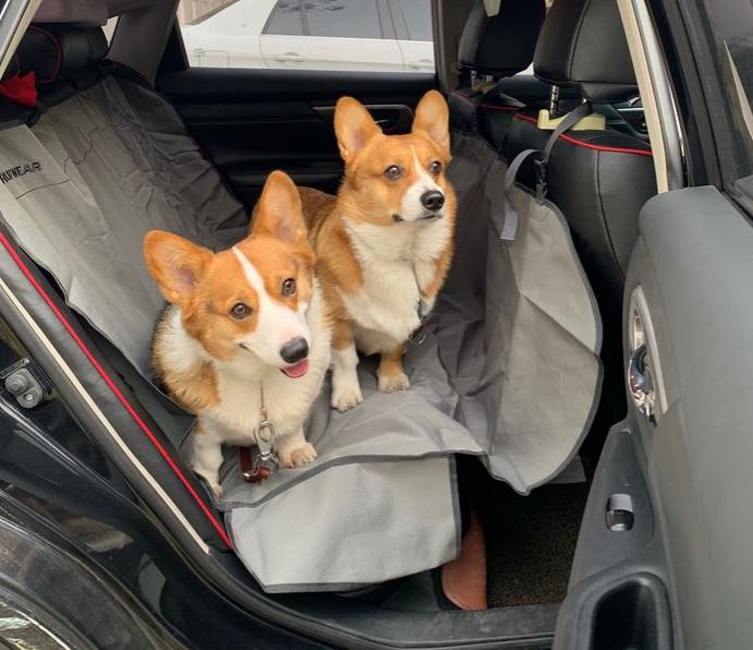 狗狗长途坐车要禁食多久,想带狗狗出远门怎么带