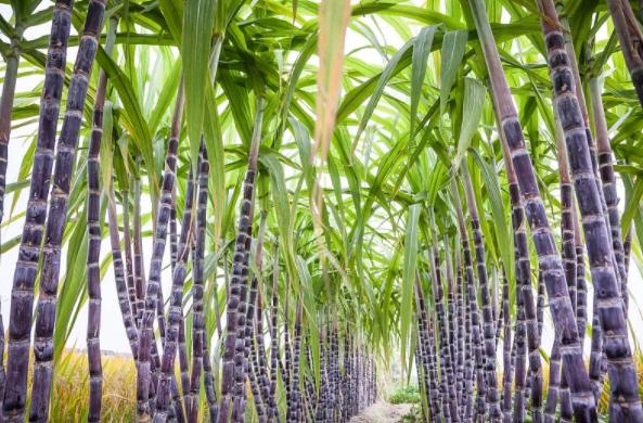 一杯红糖水的温暖,每天一杯红糖水生活过得甜滋滋