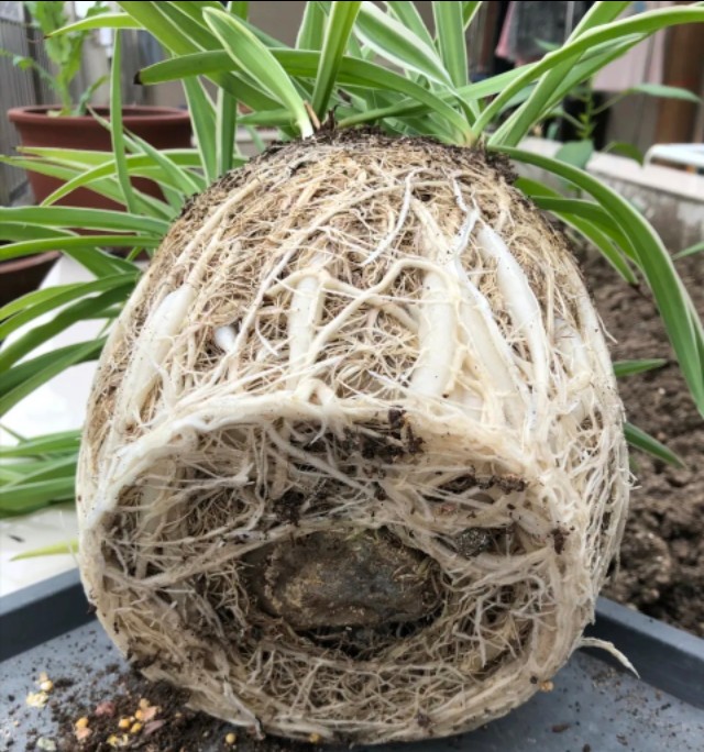 10种公认最好养室内的小盆栽,养护盆栽植物的10大技巧