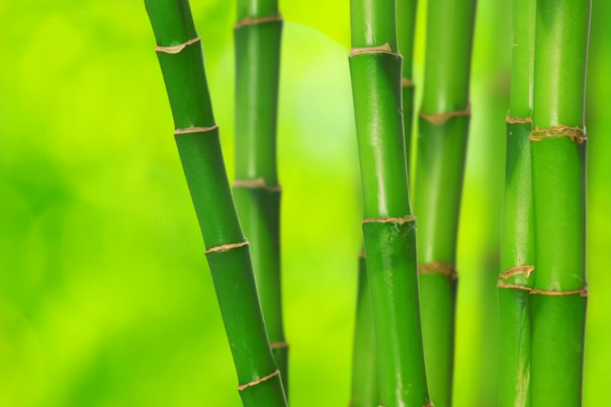 竹子的哪个部分可以当药用,竹子各个部位的药用和作用