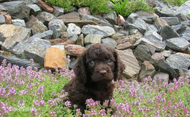 不掉毛无体味性格温顺的小型犬,宠物狗大全表