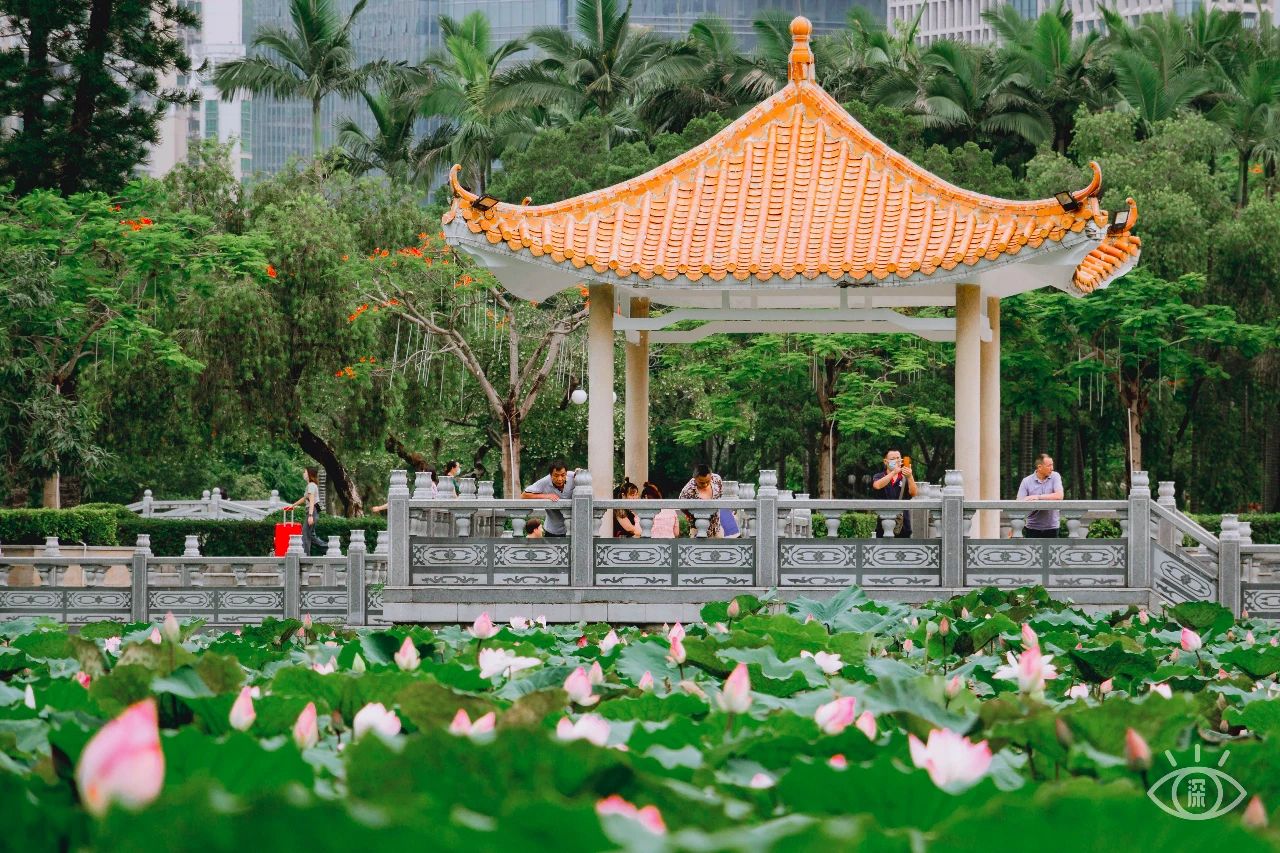 深圳洪湖公园7月18号还有荷花吗,深圳洪湖公园现在有荷花开吗