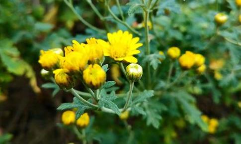 鸡瘟不可怕有一种中药帮你搞定,怎样用中药预防鸡瘟