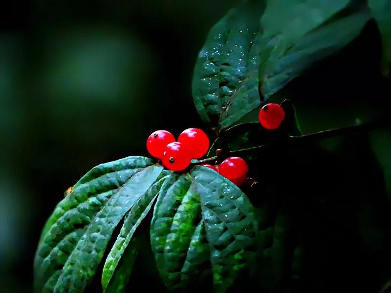 红豆是什么果实,红豆学名相思子