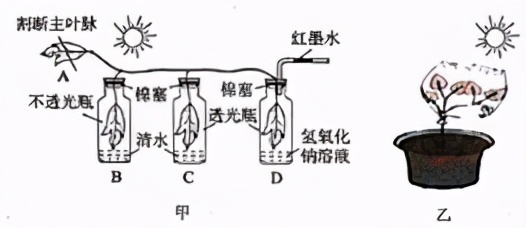 人教版七年级生物植物的呼吸作用,生物光合作用与呼吸作用的综合题