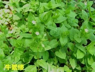 田里长草细看不是草,田间杂草的识别图片