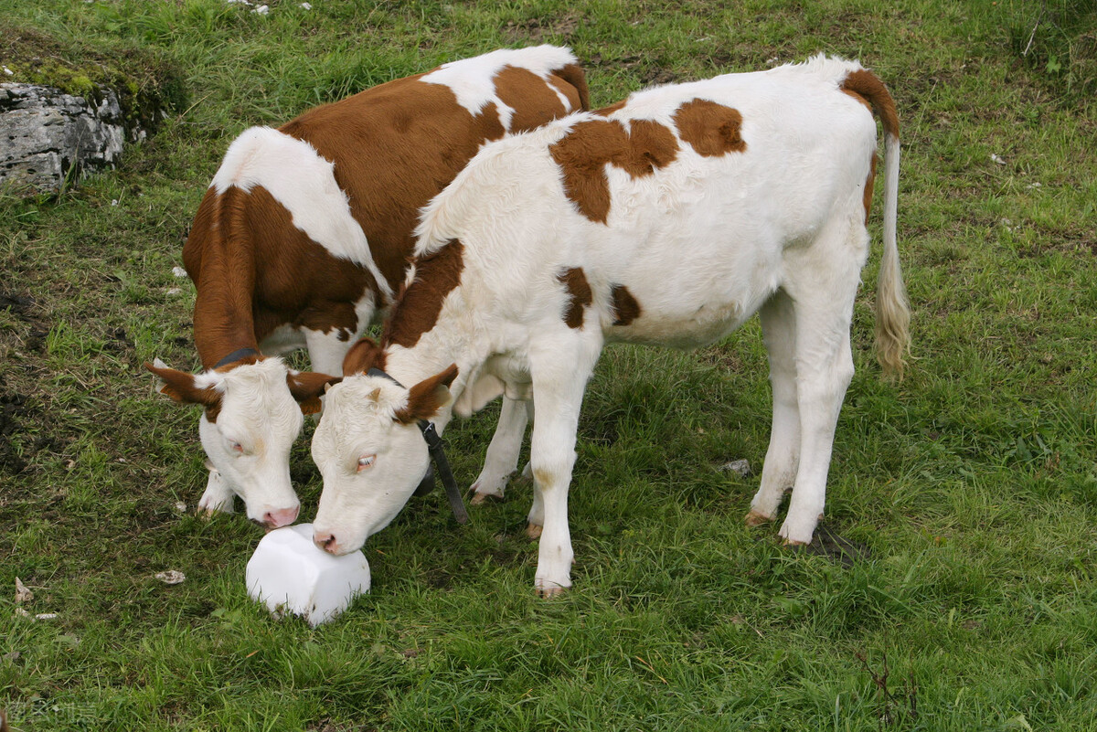 母牛产牛犊后乳房流血，怎么回事？牛乳房炎怎么治疗？