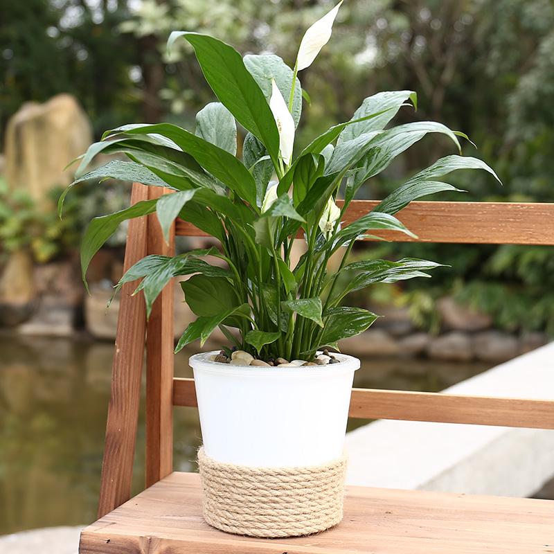 刚装修好的新房种什么植物去甲醛,哪种绿色植物是最有效吸甲醛的