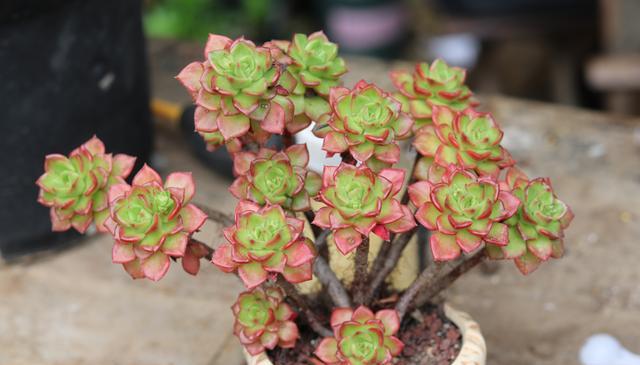 夏天养多肉的技巧和方法,新手夏天养多肉5个保命秘籍