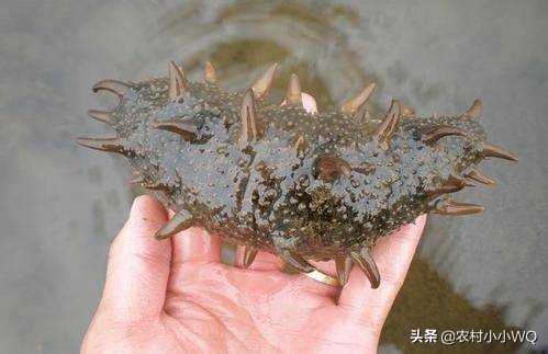 海参怎么养才会长得快,海参怎么养才能快速发