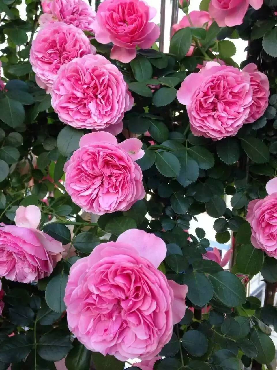 院子围墙边可以种植藤本月季吗,一面墙种两棵藤本月季可以吗