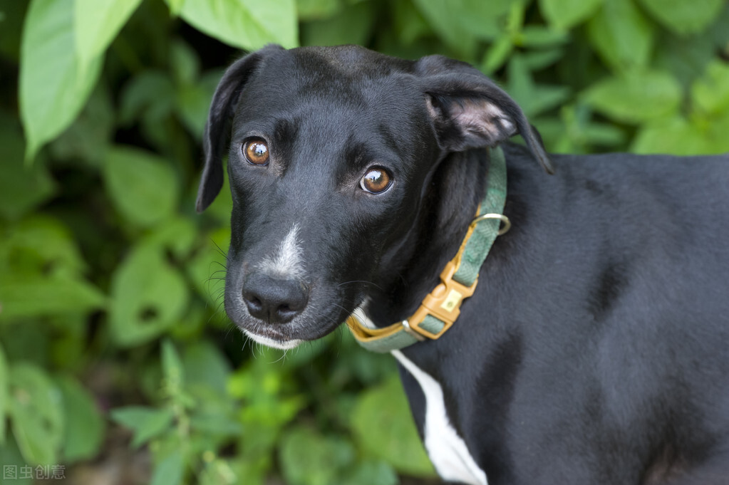 养宠经验分享狗狗吃啥吐啥怎么办,养宠知识狗狗2天不大便怎么办