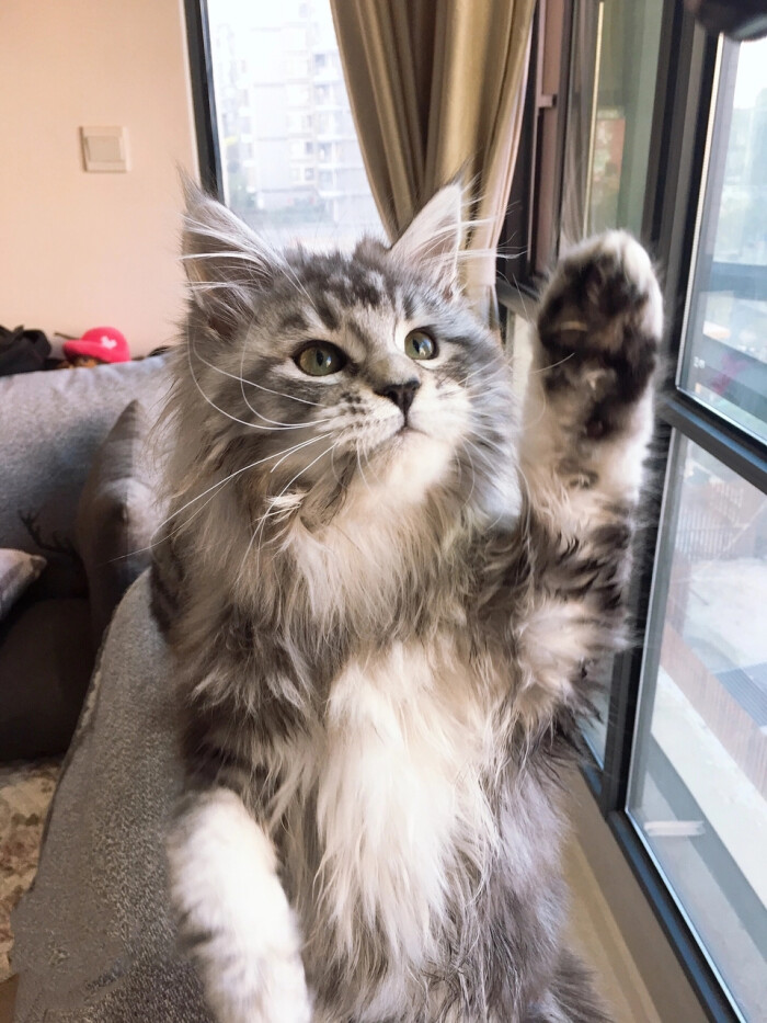 森林猫和缅因猫有什么区别,缅因猫是猫科动物