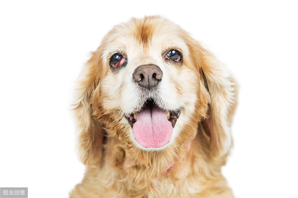 狗第三眼睑增生不严重需要治疗吗,狗第三眼睑增生用什么眼药水