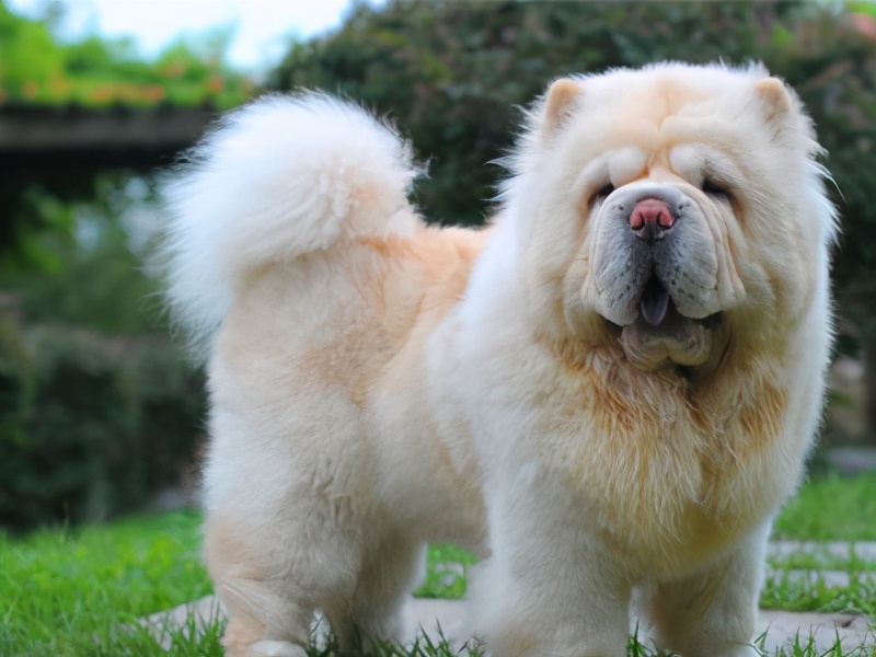 生活中松狮犬的养护须知是什么,松狮犬该怎么养这篇文章为你解读