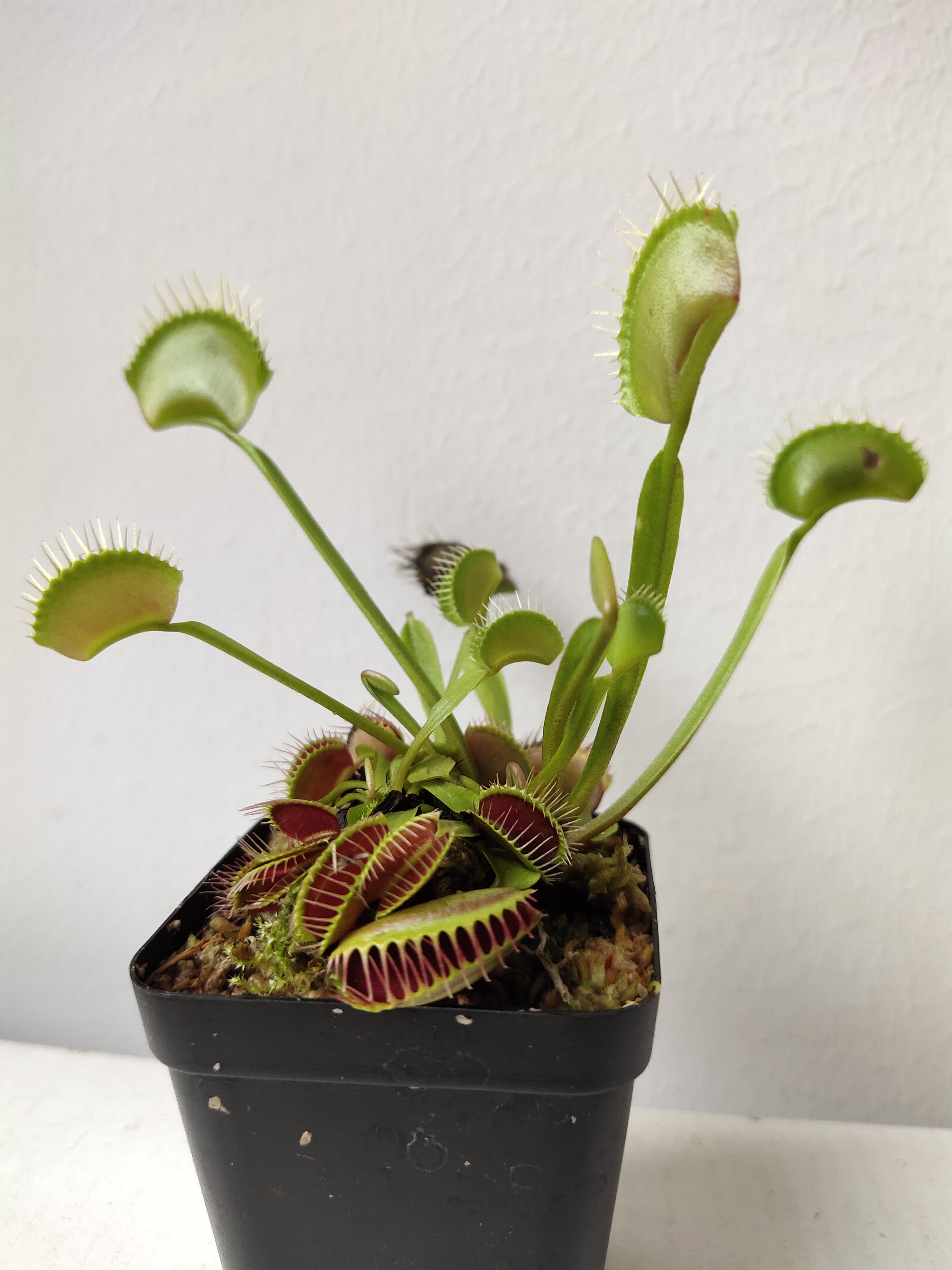 捕蝇草不健康怎么办,捕蝇草5大禁忌