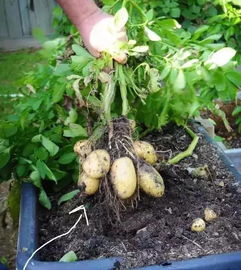 土豆种植时间和方法土豆怎么发芽,土豆发芽别扔