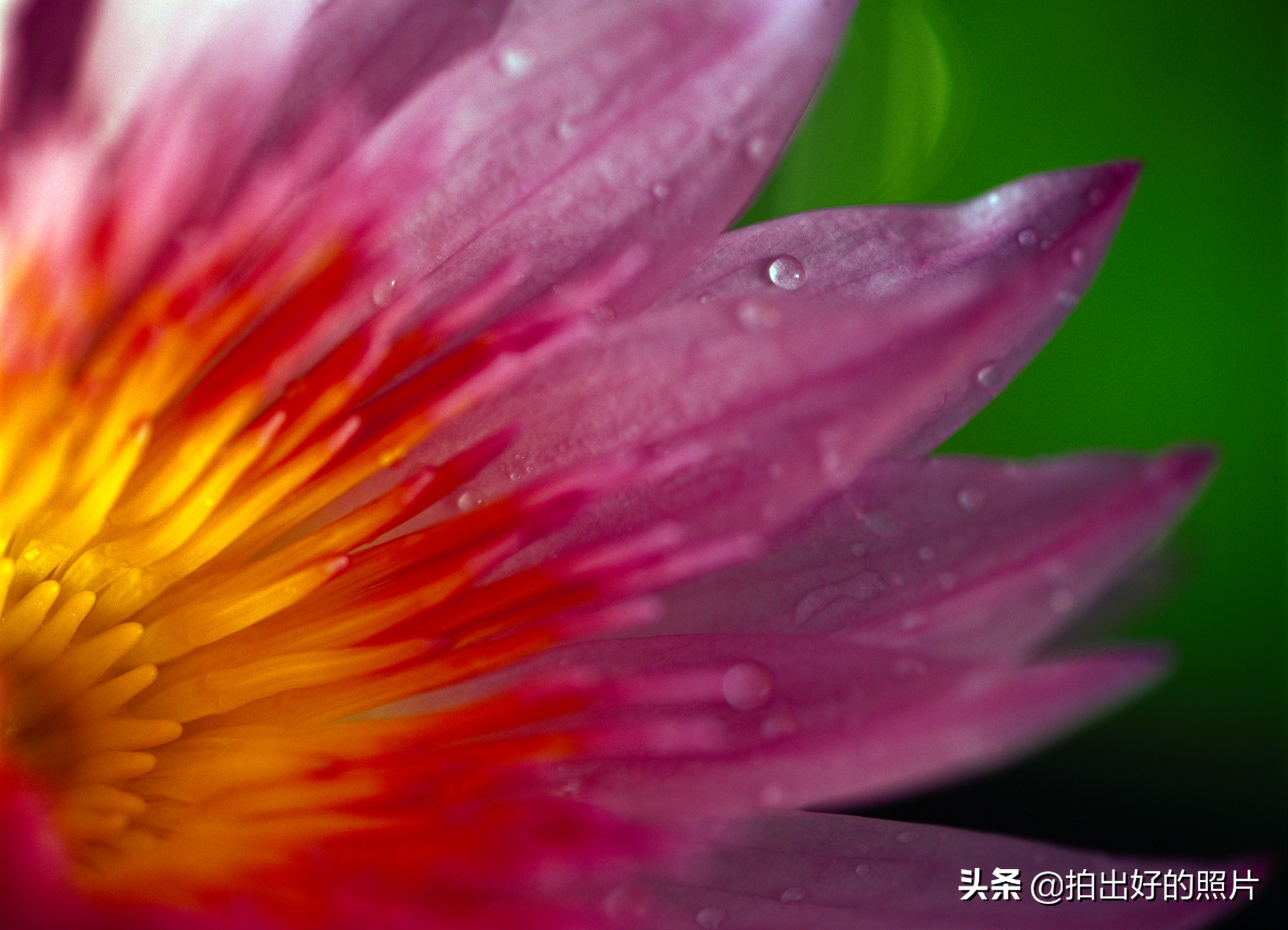 拍摄微距照片有什么技巧,微距摄影都拍什么