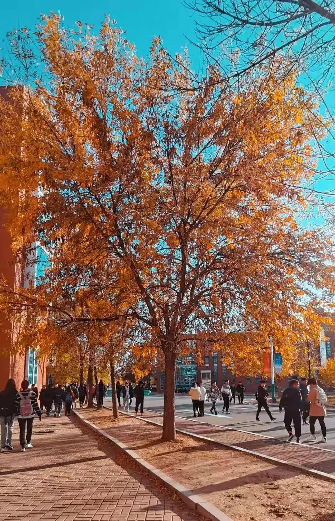 营口理工学院咋样,辽宁省公办高校营口理工学院