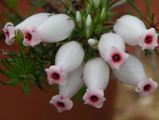 盘点世界各国国花你最喜欢哪种,盘点各国国花