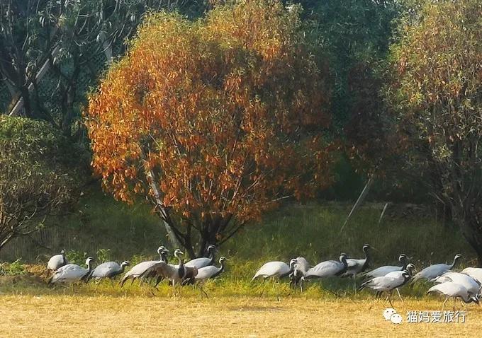 齐河附近带孩子自驾游景点,周边亲子游齐河