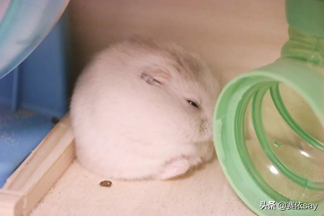 日本推主养了只小仓鼠，又团又圆的样子简直萌炸了！可爱到治愈！