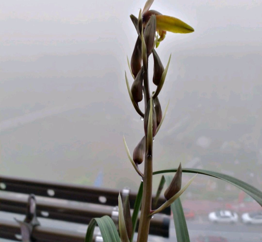 蕙兰有了花苞如果不春化会开花吗,蕙兰开花前花苞下垂正常吗