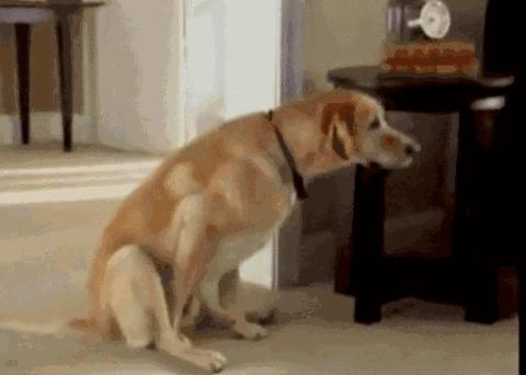 狗狗身体有虫哪几种表现,狗狗出现这六种症状