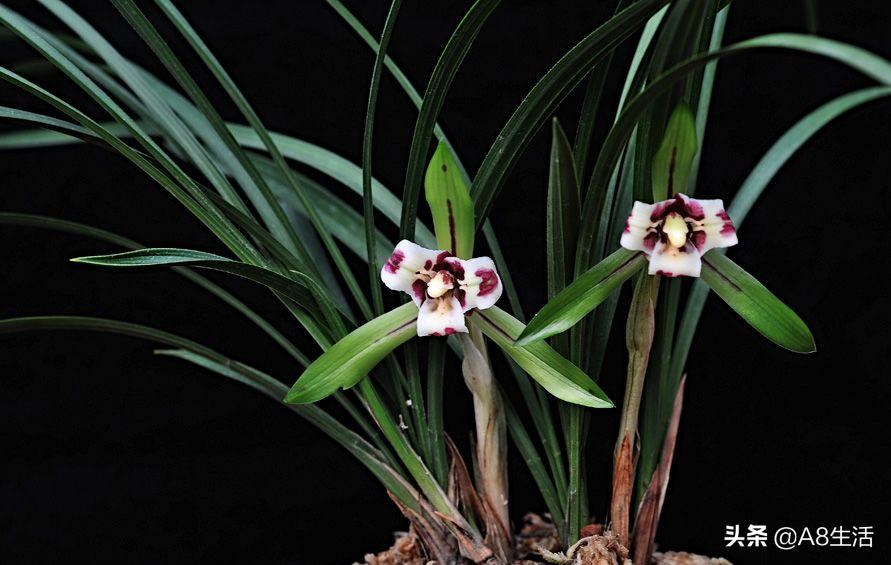 中国兰花名品录,春兰兰花名品大全