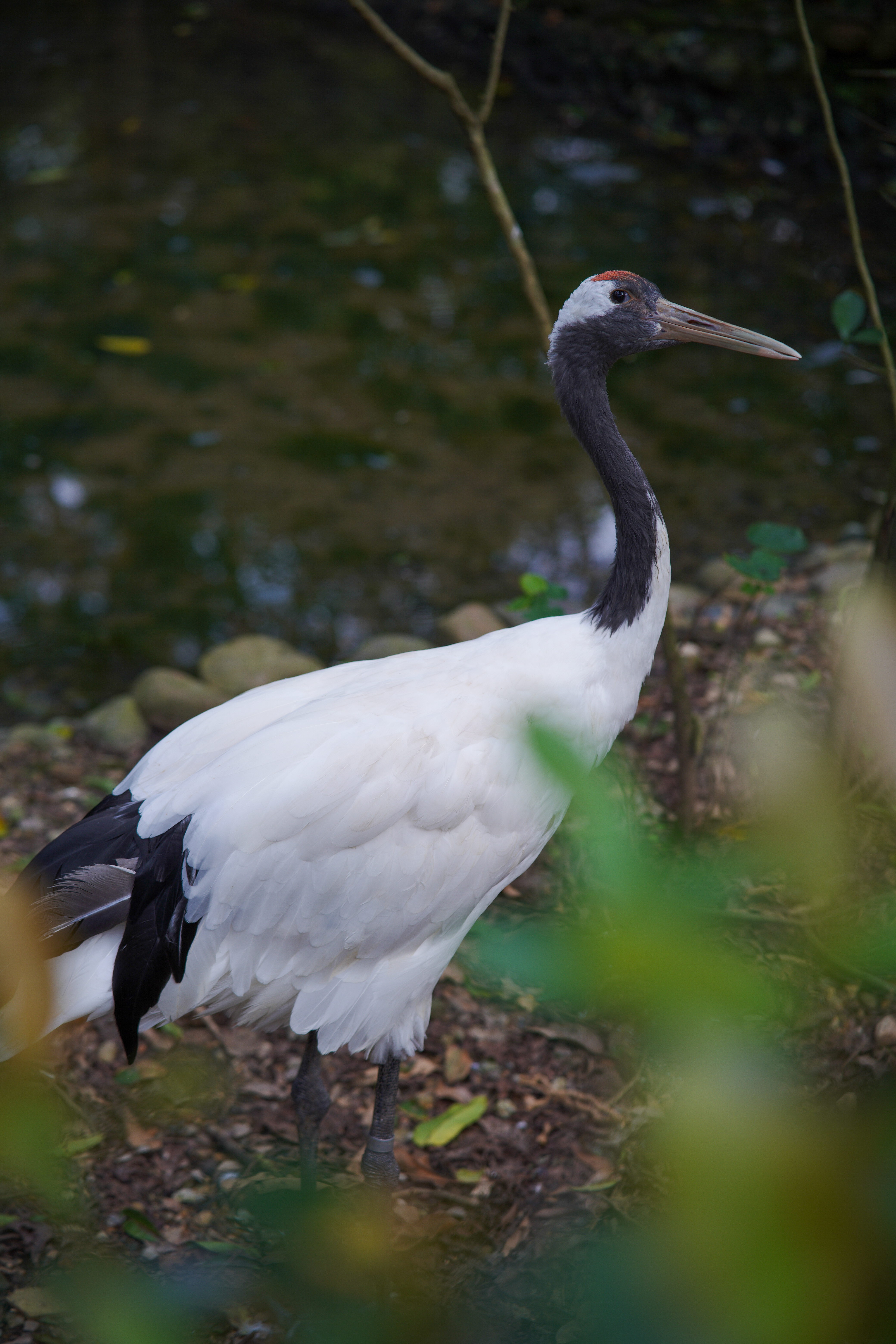 为什么85mm是最佳人像,85mm为什么叫人像镜皇